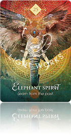 Elephant Spirit（ゾウのスピリット）