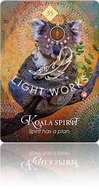 Koala Spirit（コアラのスピリット）