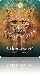 Bobcat Spirit（ボブキャットのスピリット）