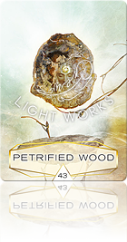 Petrified Wood（ペトリファイドウッド）