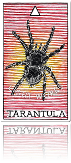 TARANTULA（タランチュラ）
