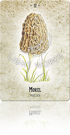 MOREL（アミガサタケ）