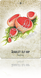 SCARLET ELF CUP（ベニチャワンタケ）