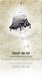 SHAGGY INK CAP（ササクレヒトヨタケ）