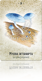 MYCENA INTERRUPTA（青いキノコ）