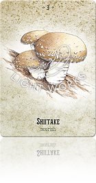 SHIITAKE（シイタケ）