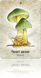 PARROT WAXCAP（ワカクサタケ）