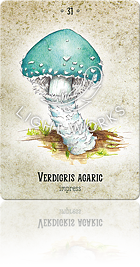 VERDIGRIS AGARIC（モエギタケ）