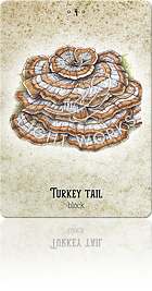 TURKEY TAIL（カワラタケ）