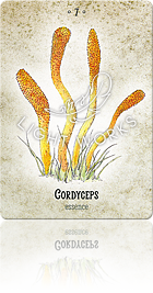 CORDYCEPS（サナギタケ）