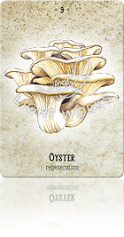 OYSTER（ヒラタケ）