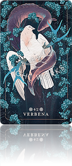 42：VERBENA（バーベナ）